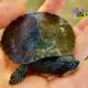 snapping turtle for sale
