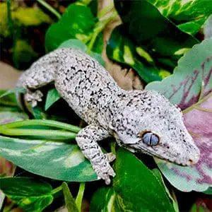 reticulated gargoyle gecko