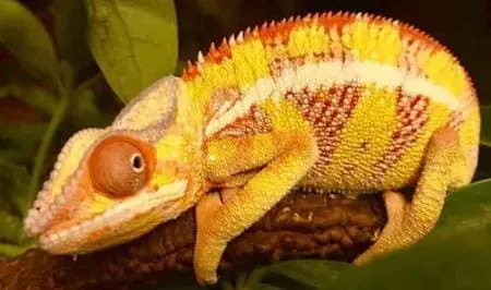 Ambilobe panther chameleon