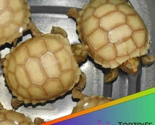Ivory Sulcata tortoise
