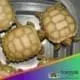 Ivory Sulcata tortoise
