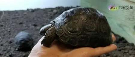 Aldabra tortoise for sale - Image 4