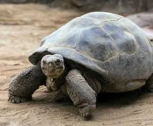 galapagos tortoise breeder