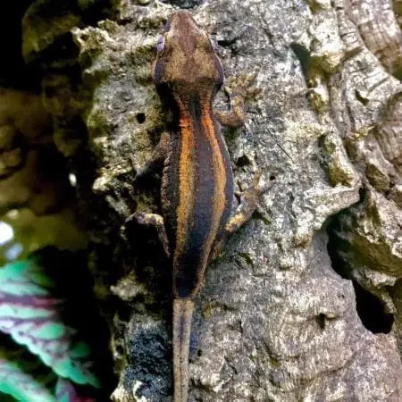 orange stripe gargoyle gecko for sale - Image 4