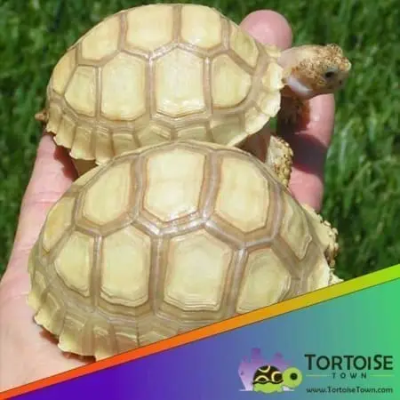 Ivory Sulcata tortoise for sale