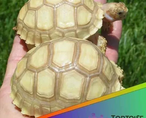 Ivory Sulcata tortoise for sale