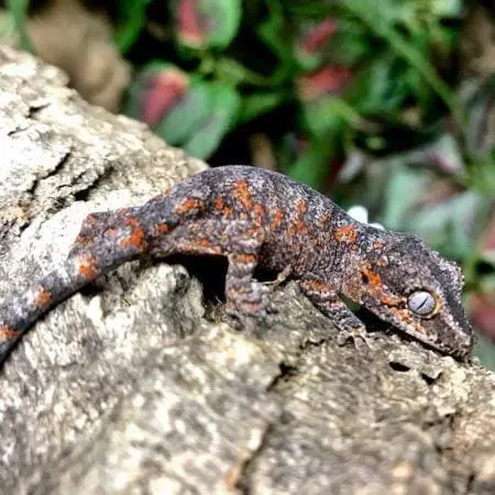 orange stripe gargoyle gecko for sale - Image 3