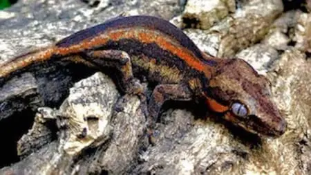 orange stripe gargoyle gecko