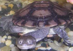 snakeneck turtle