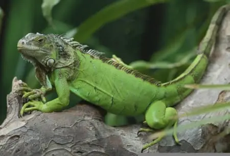 green iguana