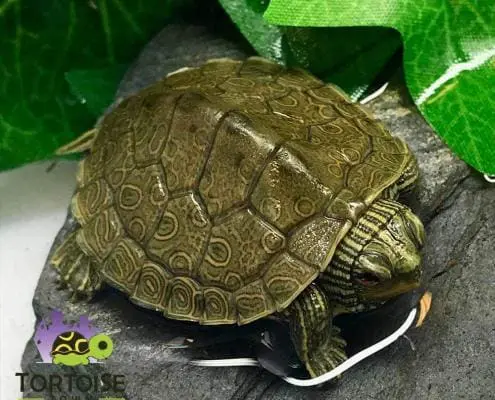 baby map turtle