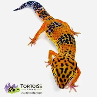 tangerine leopard gecko