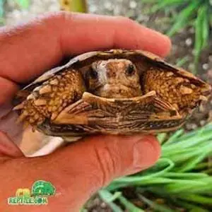 pancake tortoise forsale