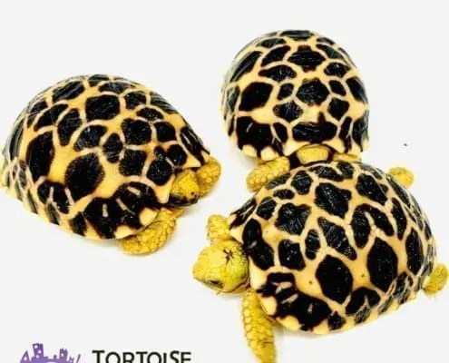 small species of tortoise for sale