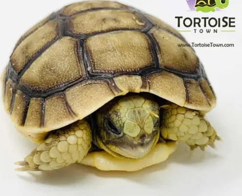 Moroccan Greek tortoise