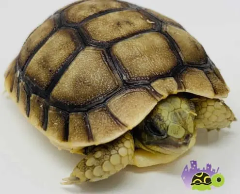 Moroccan Greek tortoise for sale