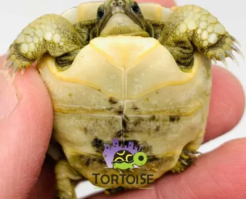 Moroccan Greek tortoises for sale