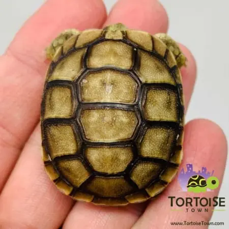 baby Greek tortoise