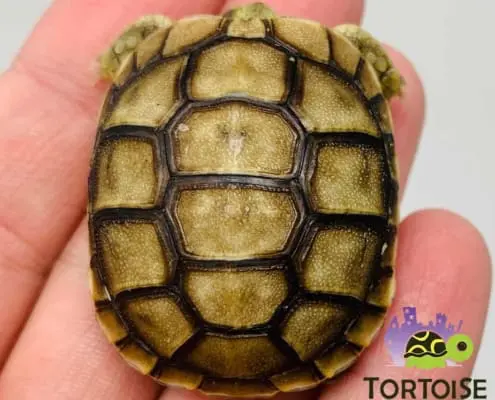 baby Greek tortoise