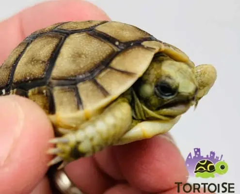 baby Greek tortoise
