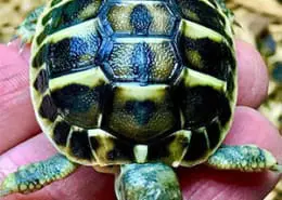 hermann's tortoise humidity