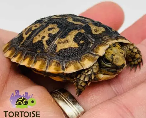 pancake tortoise for sale