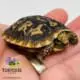 pancake tortoise for sale