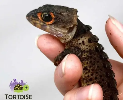 red eye crocodile skink