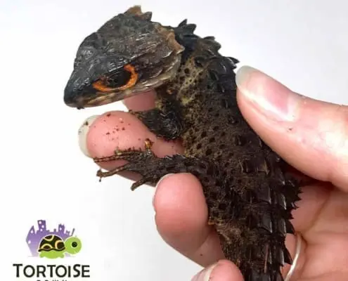 red eye crocodile skink for sale