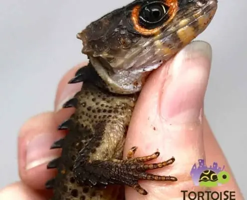 red eyed crocodile skink