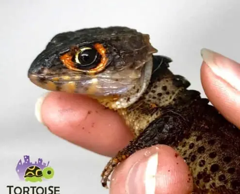 red eyed crocodile skink for sale
