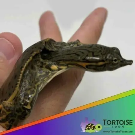 baby leopard softshell turtle