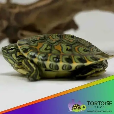 baby ornate slider turtle