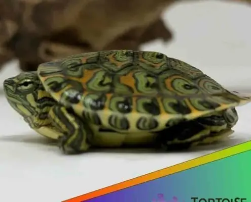 baby ornate slider turtle