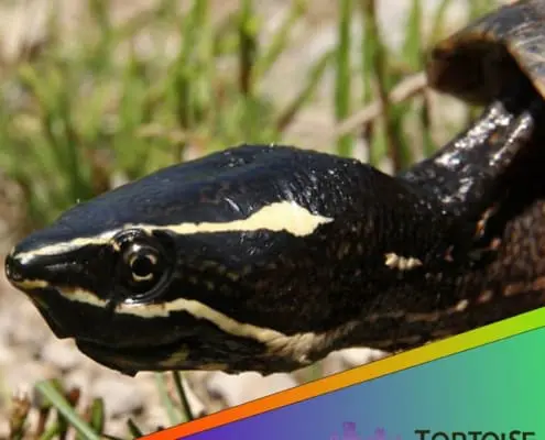 water turtles for sale