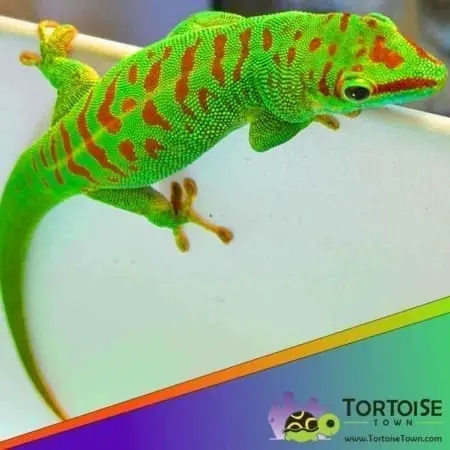Crimson giant day gecko for sale