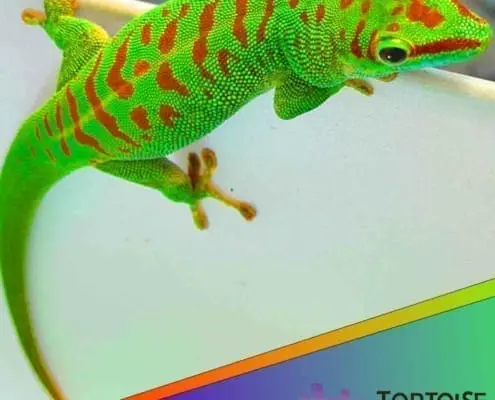 Crimson giant day gecko for sale