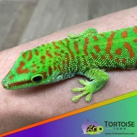 Crimson giant day gecko for sale