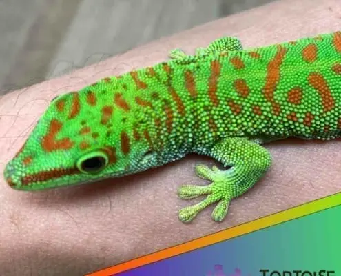 Crimson giant day gecko for sale
