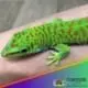 Crimson giant day gecko for sale