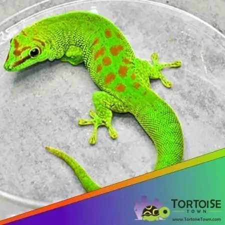 Crimson giant day gecko