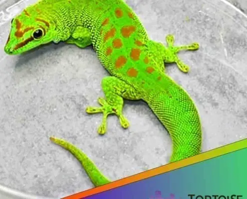 Crimson giant day gecko