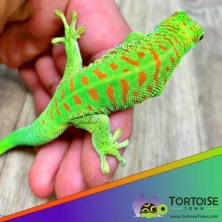 Giant day gecko for sale