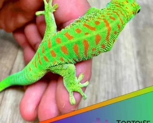 Giant day gecko for sale