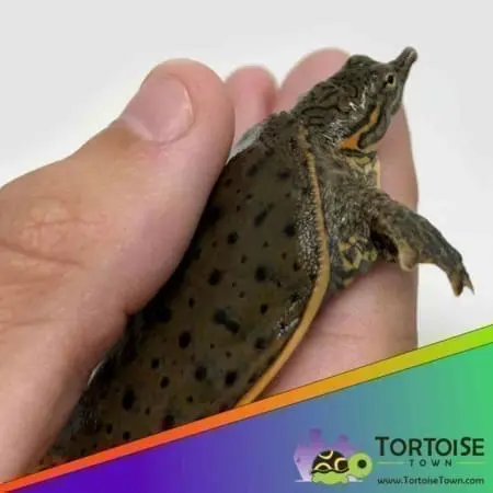 leopard soft shell turtle for sale