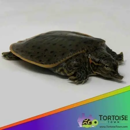 leopard softshell turtle for sale