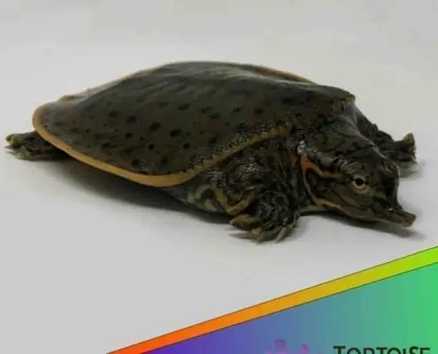leopard softshell turtle for sale