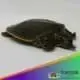 leopard softshell turtle for sale