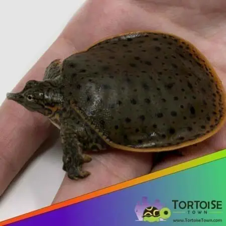 leopard softshell turtle price
