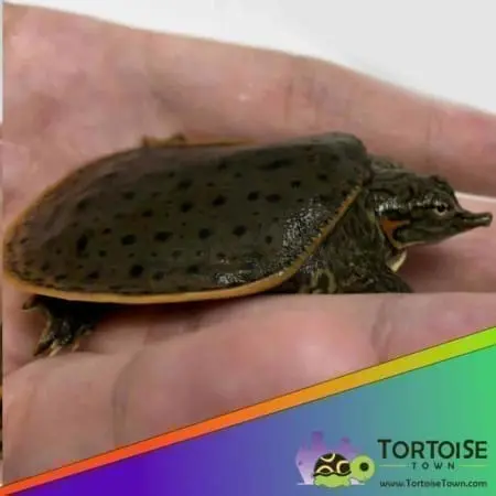 leopard softshell turtles for sale